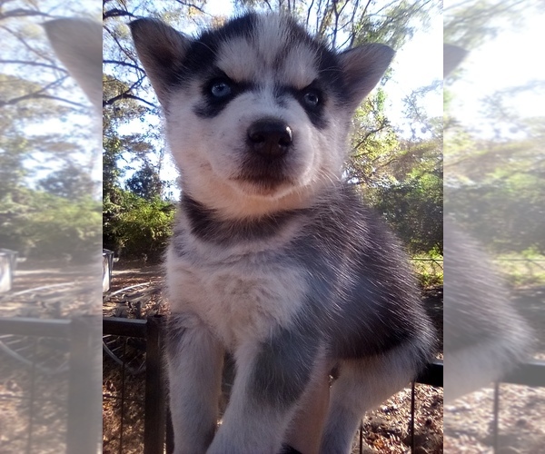 Medium Photo #1 Siberian Husky Puppy For Sale in FLORENCE, SC, USA