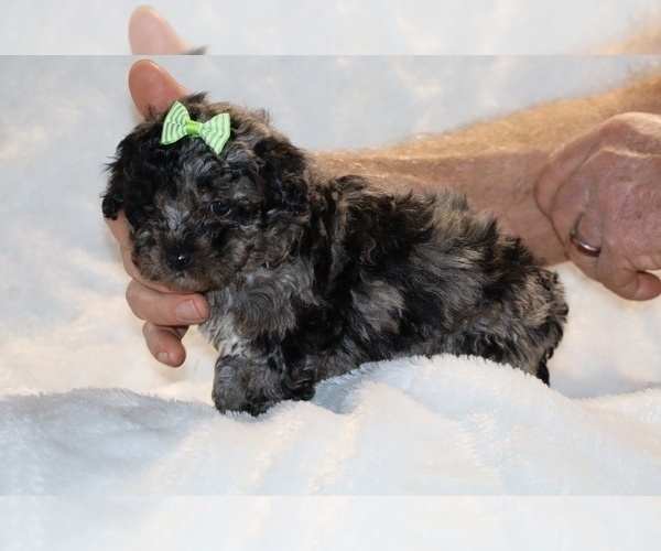 Medium Photo #1 ShihPoo Puppy For Sale in DYERSBURG, TN, USA