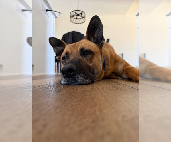 Medium Photo #4 German Shepherd Dog Puppy For Sale in Minneapolis, MN, USA