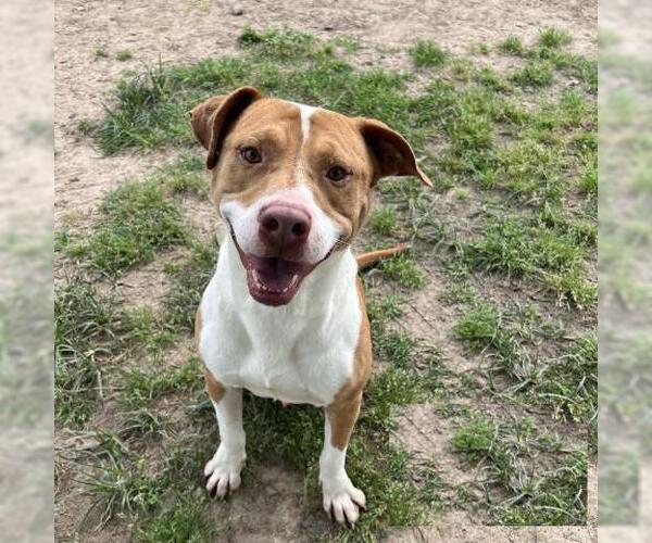 Medium Photo #2 American Pit Bull Terrier-Unknown Mix Puppy For Sale in Conroe, TX, USA