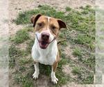 Small #1 American Pit Bull Terrier Mix