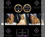 Puppy Kia AKC Poodle (Toy)