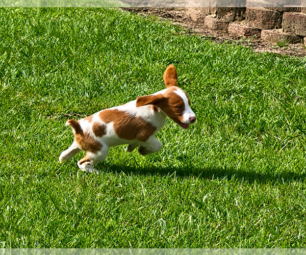 Medium Photo #8 Brittany Puppy For Sale in ORRUM, NC, USA