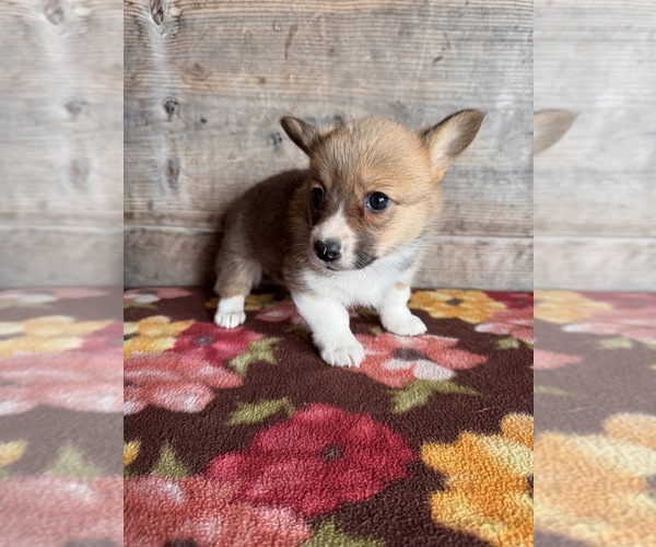 Medium Photo #8 Pembroke Welsh Corgi Puppy For Sale in VERMONTVILLE, MI, USA