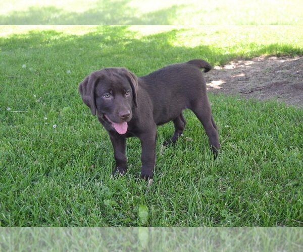 Medium Photo #19 Labrador Retriever Puppy For Sale in GREENWOOD, WI, USA