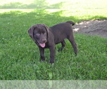 Small Photo #19 Labrador Retriever Puppy For Sale in GREENWOOD, WI, USA