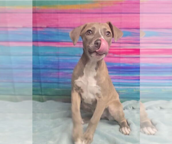 Medium Photo #3 American Pit Bull Terrier-Unknown Mix Puppy For Sale in Lakewood, CO, USA