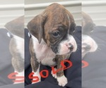 Small Photo #29 Boxer Puppy For Sale in LUCERNE VALLEY, CA, USA