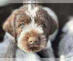 Small #5 Wirehaired Pointing Griffon