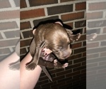Small Photo #2 Double Doodle Puppy For Sale in GREENSBORO, AL, USA