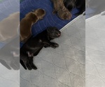 Small Labrador Retriever
