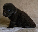 Small #3 Newfoundland