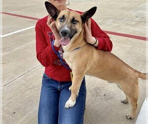 German Shepherd Dog-Pembroke Welsh Corgi Mix Dogs for adoption in Pasadena, TX, USA