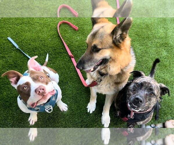 Medium Photo #3 American Bulldog-Unknown Mix Puppy For Sale in San Jose, CA, USA