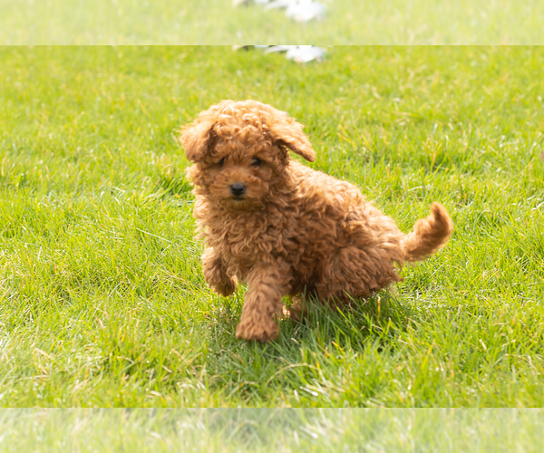 Medium Photo #3 Miniature Labradoodle Puppy For Sale in NAPPANEE, IN, USA