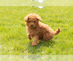 Small Photo #3 Miniature Labradoodle Puppy For Sale in NAPPANEE, IN, USA