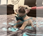 Puppy 3 French Bulldog