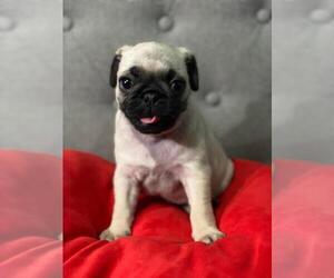 Pug Puppy for Sale in CHICAGO, Illinois USA