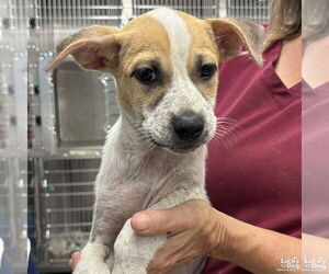 Mutt Dogs for adoption in Washington, DC, USA