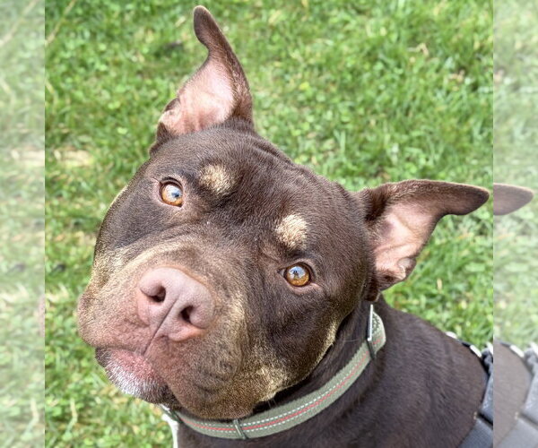 Medium Photo #2 Mutt Puppy For Sale in Jefferson, WI, USA