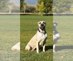 Small Photo #1 Presa Canario Puppy For Sale in COLORADO SPGS, CO, USA