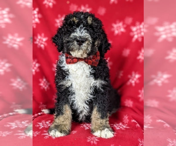 Medium Photo #3 Bernedoodle-Poodle (Standard) Mix Puppy For Sale in CHRISTIANA, PA, USA