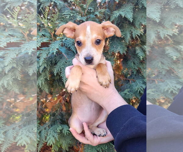 Medium Photo #1 Boston Huahua Puppy For Sale in St. Louis Park, MN, USA