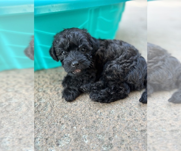 Medium Photo #12 Poocan Puppy For Sale in FAIR OAKS, CA, USA