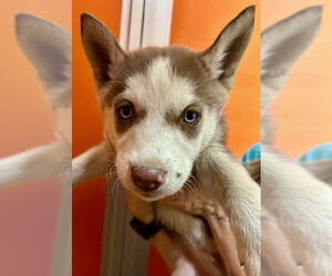 Siberian Husky Dogs for adoption in Frisco, CO, USA