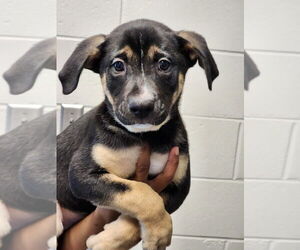 Rottweiler-Unknown Mix Dogs for adoption in Hilton Head, SC, USA