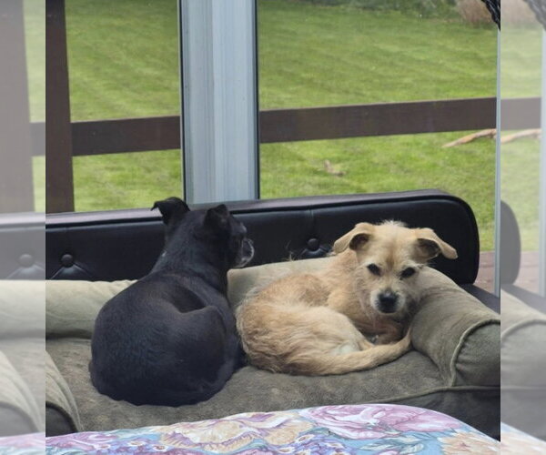 Medium Photo #2 Mutt Puppy For Sale in Rochester, NY, USA