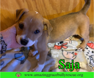 Bulldog-Unknown Mix Dogs for adoption in Pensacola, FL, USA