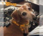 Small #2 Dachshund