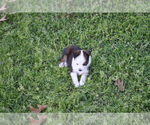Small #16 Miniature Australian Shepherd