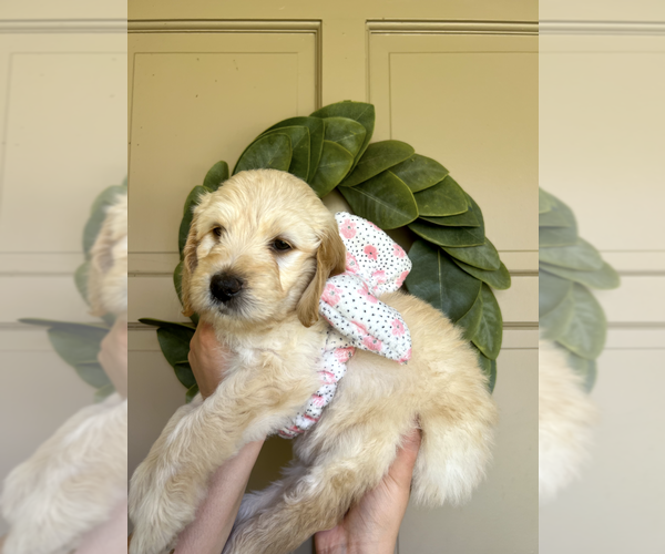Medium Photo #2 Goldendoodle Puppy For Sale in BAKERSFIELD, CA, USA