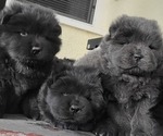 Small Chow Chow