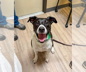Lab-Pointer Dogs for adoption in San Diego, CA, USA
