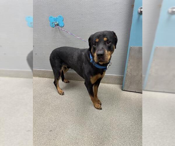 Medium Photo #1 Rottweiler-Unknown Mix Puppy For Sale in Las Vegas, NV, USA