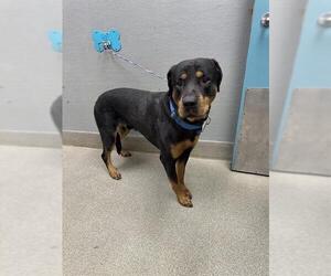 Rottweiler-Unknown Mix Dogs for adoption in Las Vegas, NV, USA