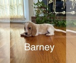 Puppy Barney Beagle