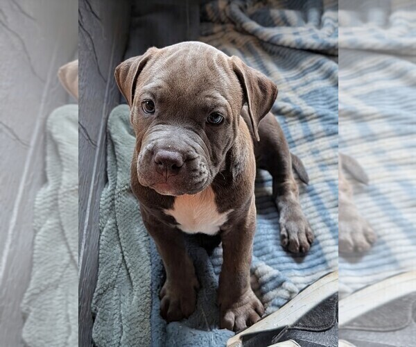 Medium Photo #2 American Pit Bull Terrier Puppy For Sale in SPTBG, SC, USA