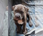 Small #1 American Pit Bull Terrier