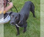 Small #3 Mutt