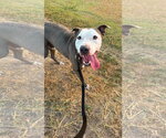 Small Photo #4 American Staffordshire Terrier-Unknown Mix Puppy For Sale in Orange Grove, TX, USA