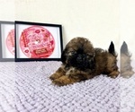 Small #2 Shih-Poo