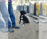 Small Photo #2 American Staffordshire Terrier Puppy For Sale in Golden Valley, AZ, USA