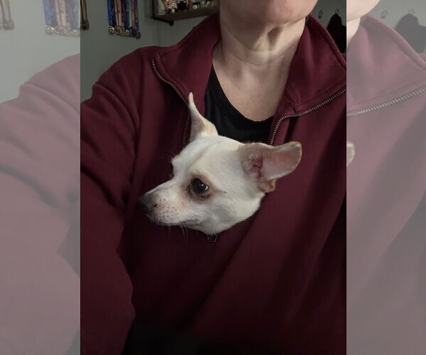 Medium Photo #2 Chihuahua Puppy For Sale in Orlando, FL, USA