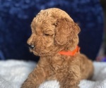Small #6 Goldendoodle (Miniature)