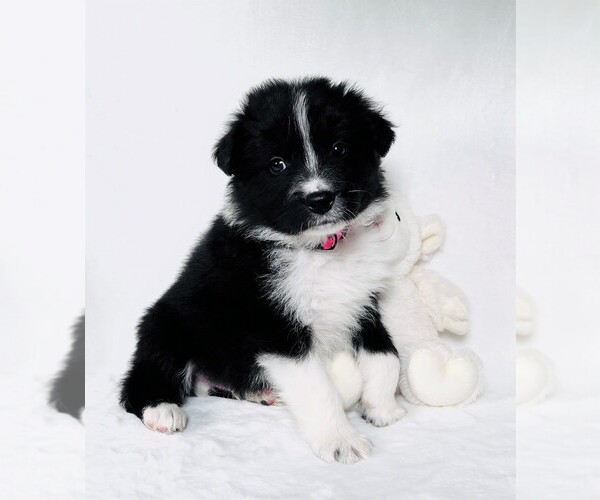 Full screen Photo #4 Border Collie Puppy For Sale in STRAFFORD, MO, USA