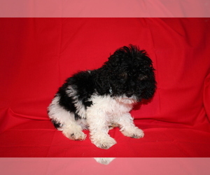 Cavapoo Puppy for sale in BLOOMINGTON, IN, USA